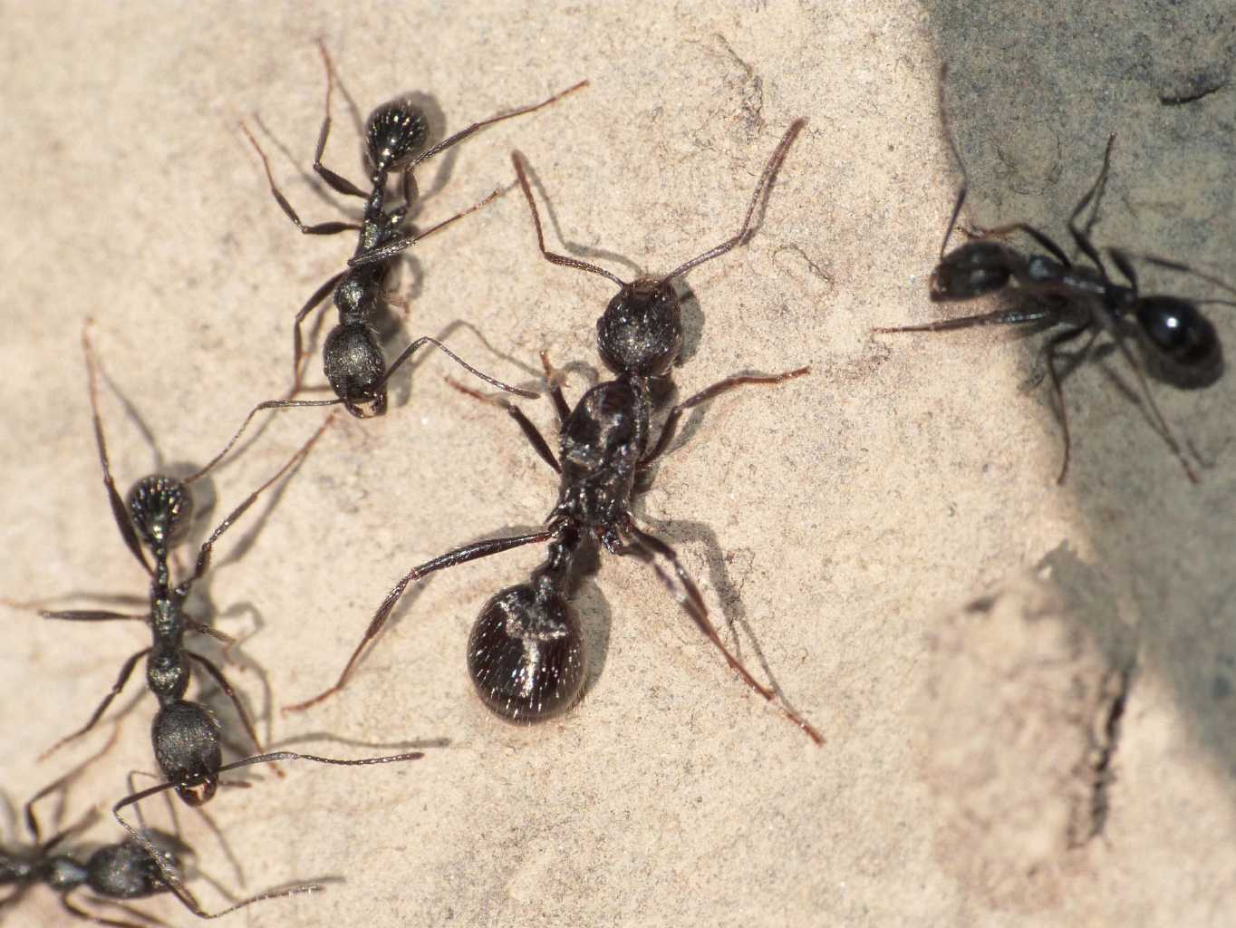 Regina di Aphaenogaster spinosa